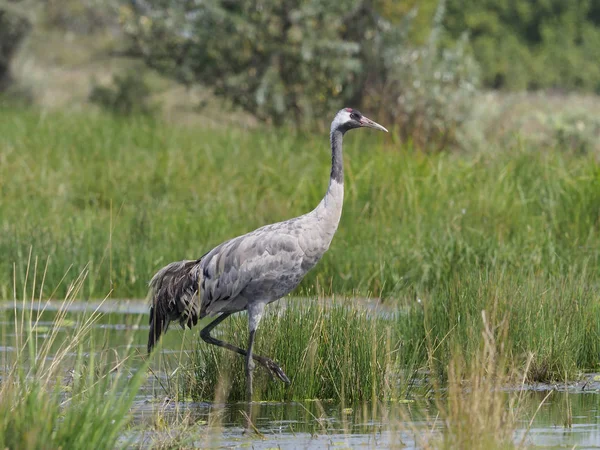 Common Crane Grus Grus Single Bird Water Hungary September 2018 — Stock Photo, Image