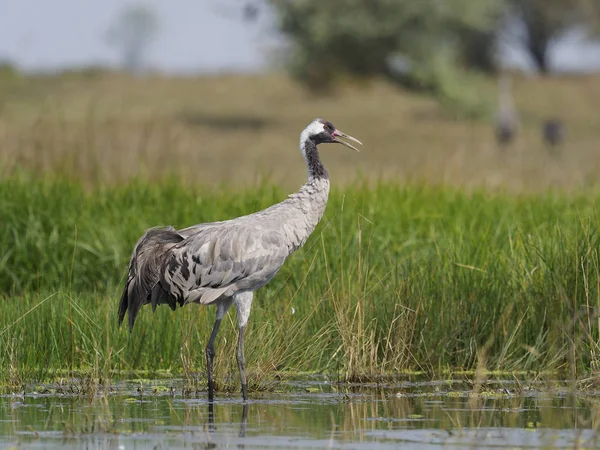 Common Crane Grus Grus Single Bird Water Hungary September 2018 — Stock Photo, Image