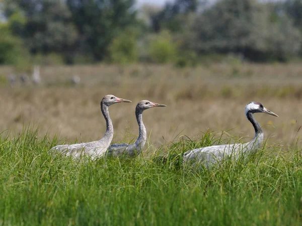 Grúa Común Grus Grus Adulto Con Aves Jóvenes Hungría Septiembre — Foto de Stock