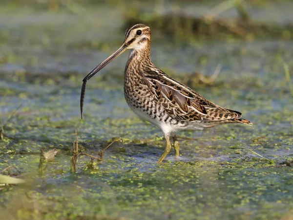 Snipe Común Gallinago Gallinago Soltero Pájaro Con Sanguijuela Agua Hungría —  Fotos de Stock