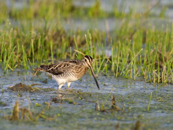 Common Snipe Gallinago Gallinago Одинокая Птица Воде Венгрия Сентябрь 2018 — стоковое фото