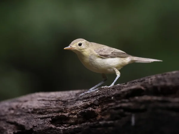 Icterine Warbler Hippolais Icterina Single Bird Log Венгрия Сентябрь 2018 — стоковое фото