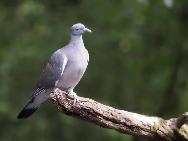 Pigeon Des Bois Columba Palumbus Jeune Oiseau Célibataire Sur Branche — Photo