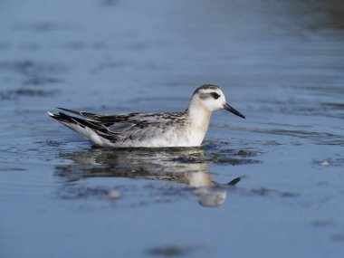 Gri Phalarope, Phalaropus fulicarius, Eylül 2018 Kış kuş tüyü, Warwickshire, kuş tek