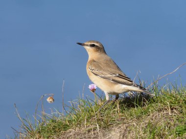 Kuzey kuyrukkakan, Oenanthe oenanthe, çimen, Galler, Eylül 2018 tek kadın