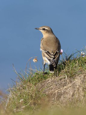 Kuzey kuyrukkakan, Oenanthe oenanthe, çimen, Galler, Eylül 2018 tek kadın