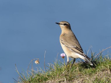 Kuzey kuyrukkakan, Oenanthe oenanthe, çimen, Galler, Eylül 2018 tek kadın