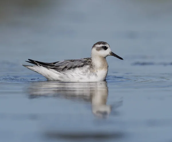 Šedá Úzkozobý Phalaropus Fulicarius Jeden Pták Zimě Peří Warwickshire Září — Stock fotografie