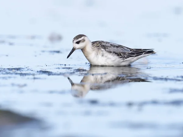 Grey Franjepoot Phalaropus Fulicarius Single Zangvogels Winterkleed Warwickshire September 2018 — Stockfoto