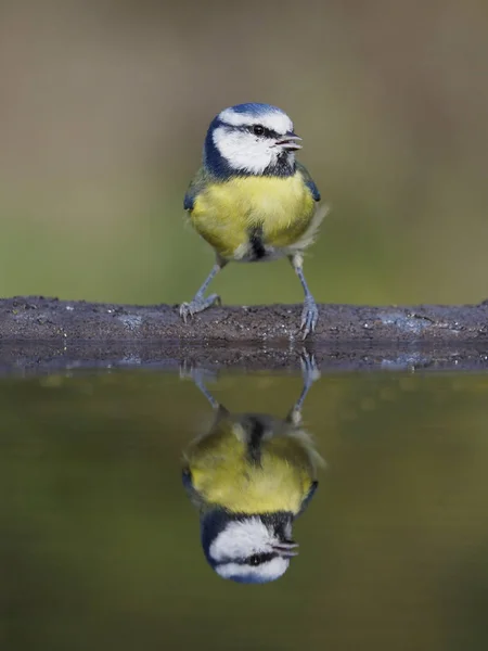 Blue Tit Cyanistes Caeruleus Één Vogel Water Warwickshire Oktober 2018 — Stockfoto