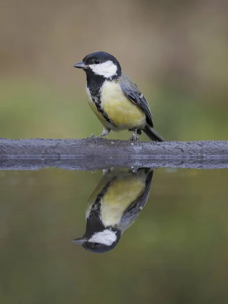 Great Tit Parus Major Single Bird Water Warwickshire October 2018 — Stock Photo, Image