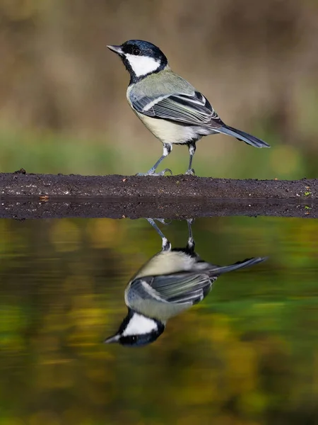 Grand Mésange Parus Major Oiseau Solitaire Eau Warwickshire Octobre 2018 — Photo