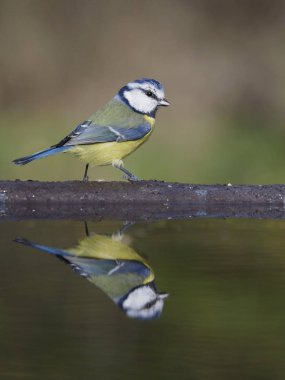 Mavi baştankara, Cyanistes caeruleus, su, Warwickshire, Ekim 2018 tek kuş