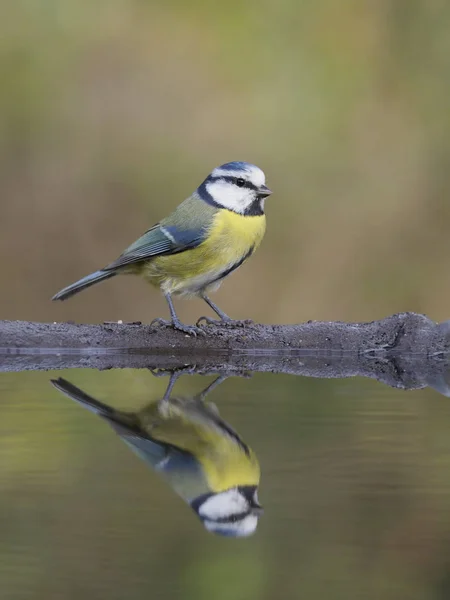 Blue Tit Cyanistes Caeruleus Single Bird Water Warwickshire October 2018 — Stock Photo, Image