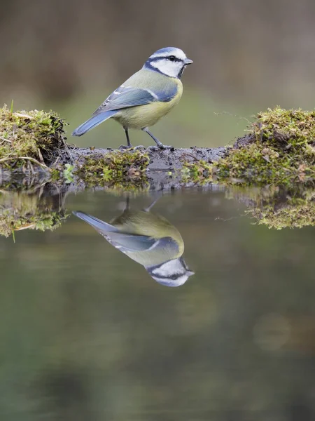 Blue Tit Jest Caeruleus Pojedynczy Ptak Wodzie Warwickshire Października 2018 — Zdjęcie stockowe
