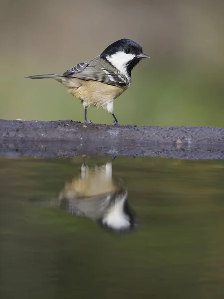 Kolen Mezen Periparus Ater Één Vogel Water Warwickshire Oktober 2018 — Stockfoto