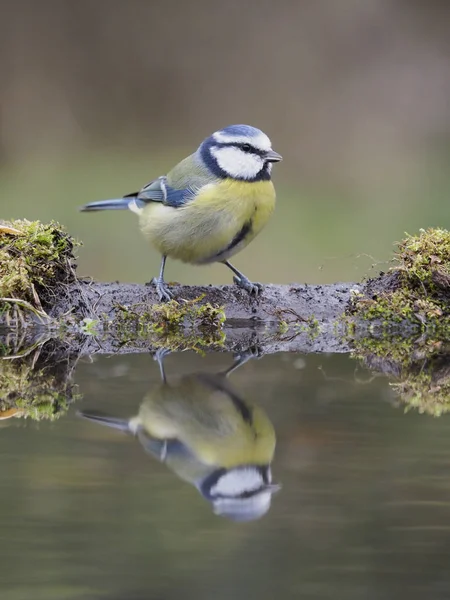 Blue Tit Cyanistes Caeruleus Één Vogel Water Warwickshire Oktober 2018 — Stockfoto