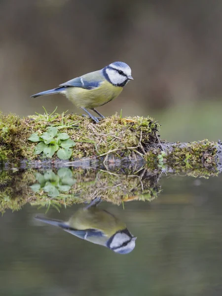 Blaumeise Cyanistes Caeruleus Einzelner Vogel Wasser Warwickshire Oktober 2018 — Stockfoto