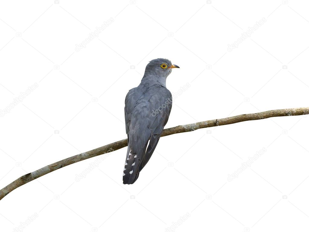 African cuckoo, Cuculus gularis, Single bird on branch, Uganda, August 2018