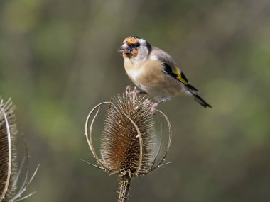 Saka kuşu, Carduelis carduelis, teasel, Warwickshire, Ekim 2018 tek kuş