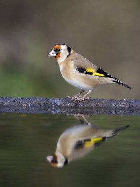 Saka kuşu, Carduelis carduelis, su, Warwickshire, Ekim 2018 tek kuş