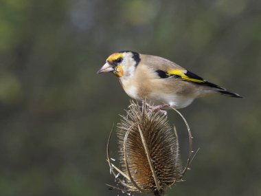 Saka kuşu, Carduelis carduelis, teasel, Warwickshire, Ekim 2018 tek kuş