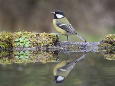 Büyük baştankara, su, Warwickshire, Ekim 2018 Parus büyük, tek kuş