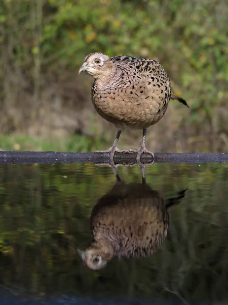 Bažant Obecný Phasianus Colchicus Jedné Samici Vodu Warwickshire Říjen 2018 — Stock fotografie