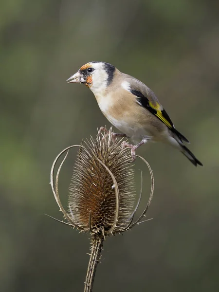 Carduelis Carduelis Carduelis Víz Warwickshire Október 2018 Egyetlen Madár — Stock Fotó