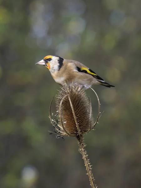 Carduelis Carduelis Carduelis Egy Madár Teasel Warwickshire Október 2018 — Stock Fotó