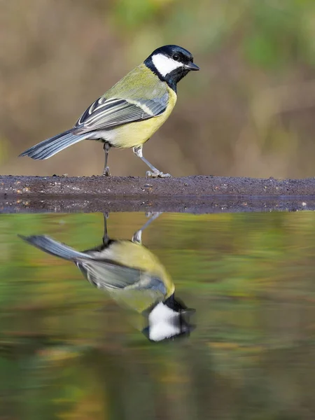 Great Tit Parus Major Single Bird Water Warwickshire October 2018 — Stock Photo, Image