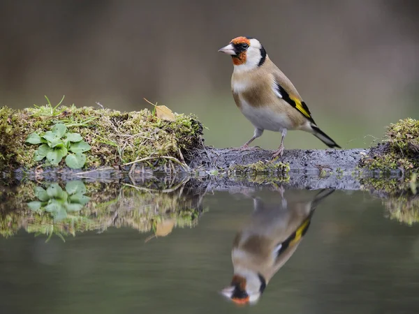 Putter Carduelis Carduelis Één Vogel Water Warwickshire Oktober 2018 — Stockfoto