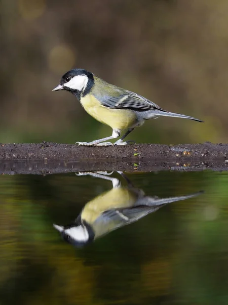 Kohlmeise Parus Major Einzelvogel Wasser Warwickshire Oktober 2018 — Stockfoto