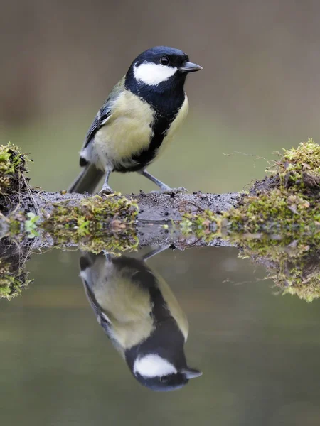 Talgoxe Parus Stora Enda Fågel Vatten Warwickshire Oktober 2018 — Stockfoto