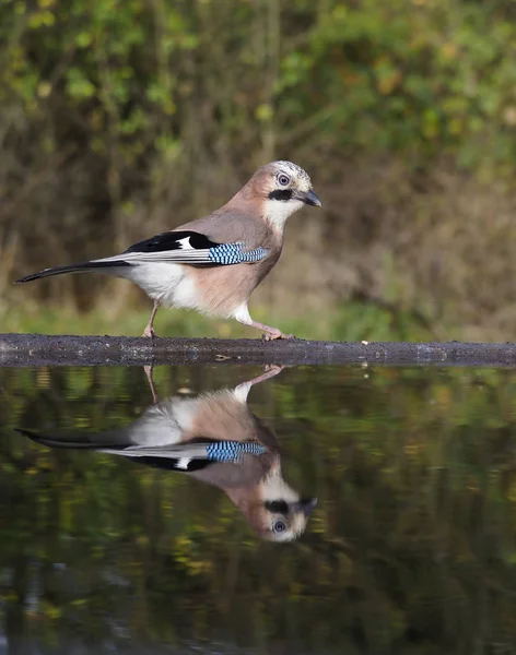 Jay Garrulus Glandarius Warwickshire Ekim 2018 Tek Kuş — Stok fotoğraf