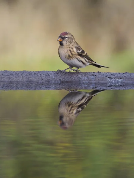 Mindere Barmsijs Acanthis Cabaret Één Vogel Water Warwickshire Oktober 2018 — Stockfoto