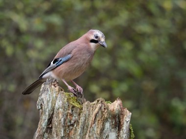 Jay, Garrulus glandarius, oturum, Warwickshire, Ekim 2018 tek kuş