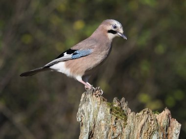 Jay, Garrulus glandarius, oturum, Warwickshire, Ekim 2018 tek kuş