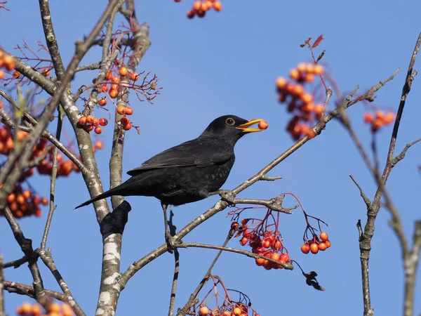 Merel Turdus Merula Één Mannetje Rowan Bessen Warwickshire Oktober 2018 — Stockfoto