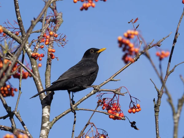 Blackbird Turdus Merula Single Male Rowan Berries Warwickshire October 2018 — Stock Photo, Image