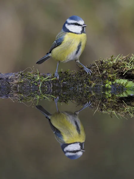 Blue Tit Cyanistes Caeruleus Één Vogel Water Warwickshire Oktober 2018 — Stockfoto