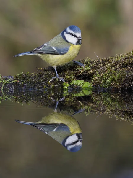 Blue Tit Cyanistes Caeruleus Ave Solteira Água Warwickshire Outubro 2018 — Fotografia de Stock