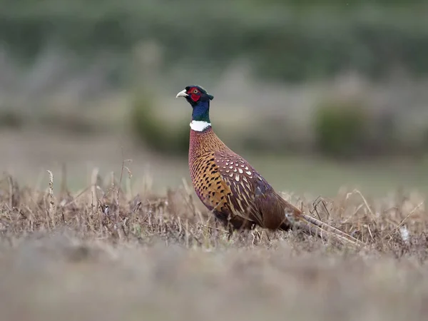 Common Ring Necked Pheasant Phasianus Colchicus Single Male Ground Warwickshire — Stock Photo, Image