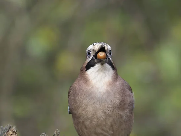 Jay, Garrulus glandarius, Single bird with acorn, Warwickshire, October 2018