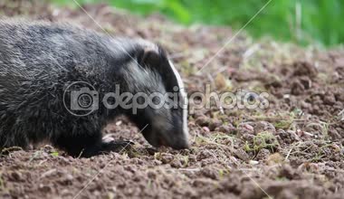Avrupa porsuk, Meles meles, ayarları, Warwickshire, Mayıs 2018, tek yavrusu