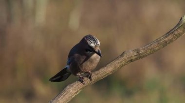 Jay, Garrulus glandarius, tek kuş dalı, Polonya, Kasım 2017