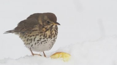 Şarkı ardıç, Turdus philomelos, karda, Warwickshire, Mart 2018 tek kuş