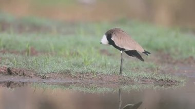 Kuş su, Gambiya, Şubat 2016 tarafından teşvik kanatlı cılıbıt, Vanellus spinosus, tek