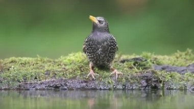 Starling, Sturnus vulgaris, su, Macaristan, Mayıs 2016 tek kuş