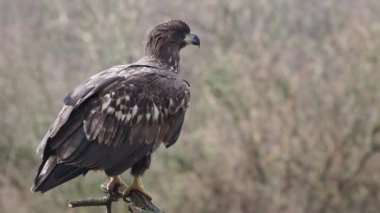 Ak kuyruklu deniz-kartal, Haliaeetus albicilla, kuşlar, Polonya, Ekim 2017